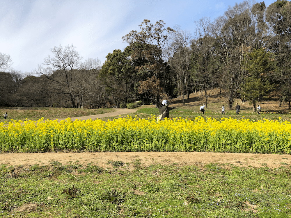 国営飛鳥歴史公園甘樫丘地区　菜の花畑